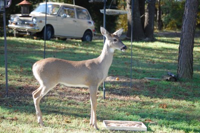 DSC_0378.JPG